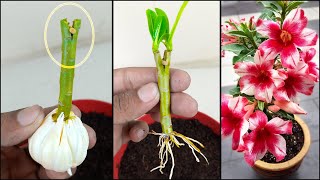 Simple way to grow adenium obesum plant from adenium branch  Use garlic natural rooting hormone [upl. by Medin]