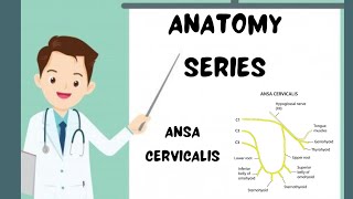 Ansa cervicalis anatomy revealed mbbsanatomy mbbs [upl. by Nehcterg158]