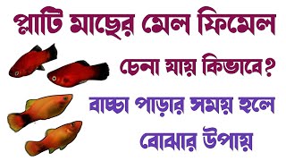 How to identify platy fish male and female   প্লাটি মাছের মেল ফিমেল চিনবো কিভাবে [upl. by Tiebout996]