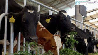 How do you feed your cows Do you know what feed rations are and what your cow needs [upl. by Grimaud]