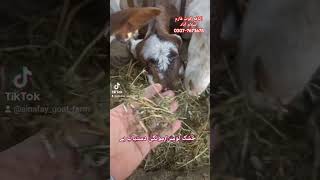 Goat Farming in Pakistan [upl. by Marybella]