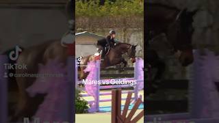 Mares VS Geldings funny horses horse gelding equestrian [upl. by Hennebery794]