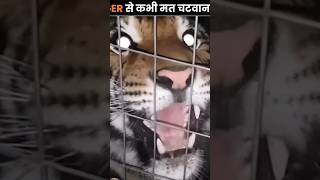 Tiger licking Could be Dangerous facts viralshort trending [upl. by Eivlys]