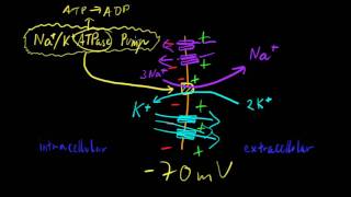 Part 6b  Resting Membrane Potential [upl. by Dnomsed]