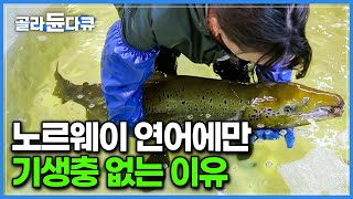 24시간 기생충을 탐지하는 인공지능이 연어에 붙은 기생충을 죽인다 노르웨이의 소중한 미래 자원 연어 세계 최고 수산 강국이 된 이유｜인간과 바다｜골라듄다큐 [upl. by Hcaz]