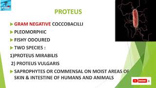 PROTEUS BACTERIA proteusbacteria bacteriology microboology UTI [upl. by Aroon]