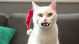 Yodeling Walmart Cat 10 minutes [upl. by Nellie465]