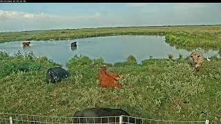 Attwater Prairie Chicken NWR Live Stream [upl. by Latty]