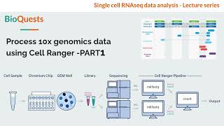 Cell Ranger  Process 10x genomics data Part1 [upl. by Ettolrahs]