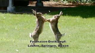 Feldhasen Dreikampf  Laufen Springen Boxen [upl. by Rebma603]