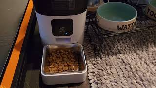 Raiden got a gift PAPIFEED Automatic Dog Feeder Review [upl. by Niasuh]