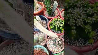 Watering routine Succulent plant succulents plants cactus propagation homegarden tips care [upl. by Ahsoyek]