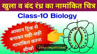 खुला तथा बंद रंध्र का नामांकित चित्र बनाने की आसान ट्रिक  class 10 biology important questions 2023 [upl. by Alaekim]