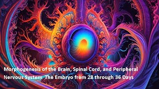 2 Embryonic Nervous System Development The Embryo from 28 through 36 Days [upl. by Ahsiakal670]