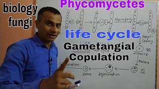 Phycomycetes Its life cycle Gametangial copulation [upl. by Bilac]