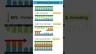 PCR mechanism [upl. by Sucramel]