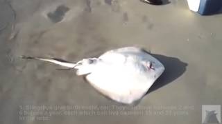 Sting Ray giving birth on a beach [upl. by Mcquade]