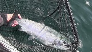 Fishing for Coho Salmon in Puget Sound [upl. by Cristine]