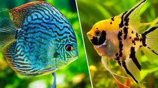 10 Peixes Mais LINDOS e INCRÍVEIS do Mundo Para Você Criar em AQUÁRIO [upl. by Crescint520]