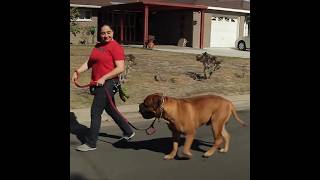 Bullmastiff as a Guard Dogs youtubeshorts youtube ytshorts [upl. by Nivlad]