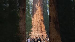 General Sherman tree in Sequoia National Park [upl. by Oelak]