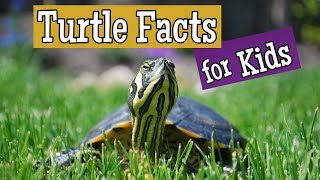 Turtle Facts for Kids [upl. by Grizel]