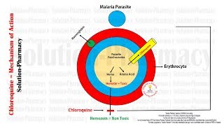 Antimalarial Drugs  Chloroquine Mechanism of Action With Animation  Chloroquine MOA in Malaria [upl. by Usanis]