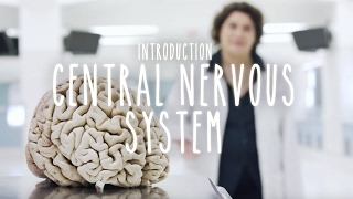 Neuroanatomy S1 E1 Intro to the Central Nervous System neuroanatomy science medicine brain [upl. by Llenrod]