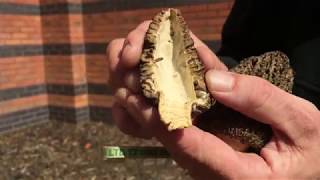 Identifying the Black Morel Morchella elata importuna [upl. by Ede]