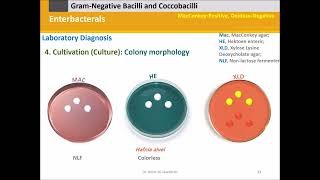 Diagnostic Microbiology Enterobacterals Enterobacteriaceae [upl. by Wohlen]