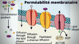 la perméabilité de la membrane plasmique biologie cellulaire 🔥شرح بالدارجة🔥 [upl. by Damali]