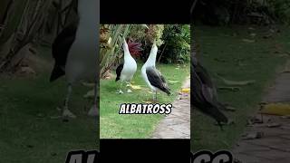 The Laysan Albatross  A Great Flyer Through Storms 😍 [upl. by Calhoun]