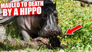 The Most BRUTAL Hippo Attack In History [upl. by Trevlac]