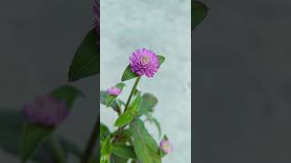 Gomphrena globosa Flowering gomphrena flowerblooming [upl. by Basil]