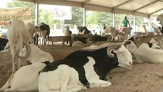 Sénégal PRÉPARATIFS DE LA FÊTE DU MOUTON [upl. by Aicenert]