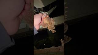 Large ShorePound Sculpin  fishrx bassfishing fishingvideo [upl. by Aliahs58]