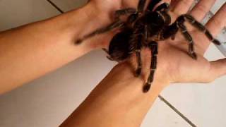 handling salmon pink birdeater  lasiodora parahybana by ah fook [upl. by Ahsoyem301]