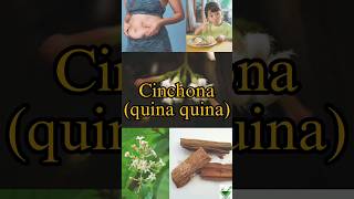 Cinchona  Learn a herb daily  cinchona pharmacognosy pharmacy ayurveda ayush bloating gpat [upl. by Ledda]