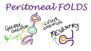 Chp18  Peritoneal FOLDS  BDC Vol2  Greater Omentum  Lesser Omentum  Mesentry [upl. by Fayola]