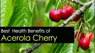 Acerola Cherry Benefits  Powder Extract and Seeds [upl. by Cynthia]