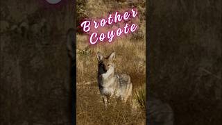 Brother Coyote [upl. by Leinadnhoj683]