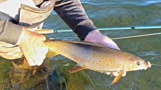 GRAYLING ON THE FLY AT FRONTIER FISHING LODGE [upl. by Eceined]