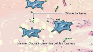 ¿Que es la Fagocitosis [upl. by Berny]