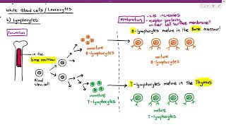 114 Formation amp Maturation of BLymphocytes amp Tlymphocytes Cambridge AS A Level Biology 9700 [upl. by Esir]