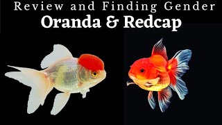 Simply Amazing Aquarium Fish  Oranda amp Redcap Goldfish [upl. by Hertzfeld]