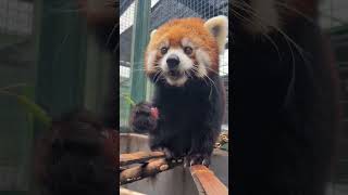 Immersive viewing of red pandas eating grapes Red panda Lulus mother Red panda Muling [upl. by Evatsug]