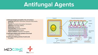 Antifungal drugs Pharmacology Classifications Examples Mechanism of action and Side effects [upl. by Anigal]