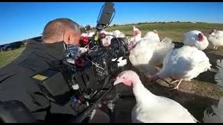 One Turkey Bites Cameraman and all other Turkeys laugh at him [upl. by Anel]