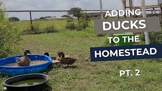 Adding Ducks to the Homestead part 2 [upl. by Doretta813]