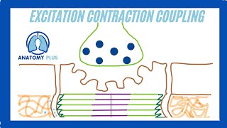 Excitation Contraction Coupling [upl. by Spratt]